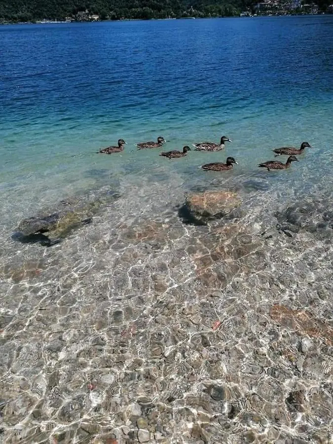 Daire Zara House - Lake And Pet Friendly Brusimpiano İtalya